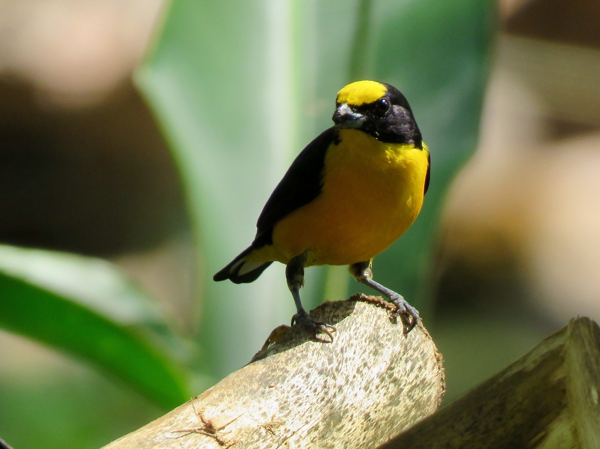 Thick-billed Euphonia - ML113195071