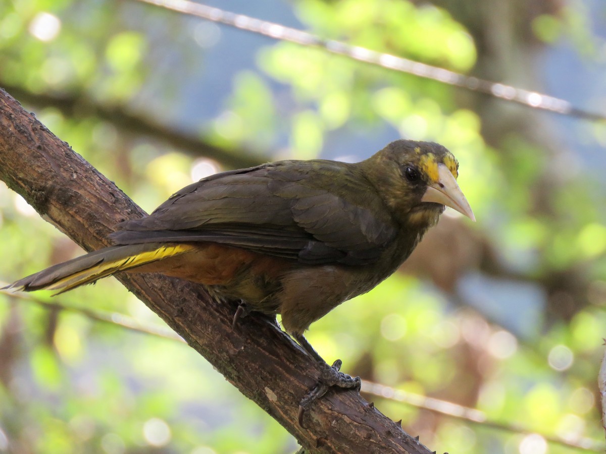 Dusky-green Oropendola - ML113195161