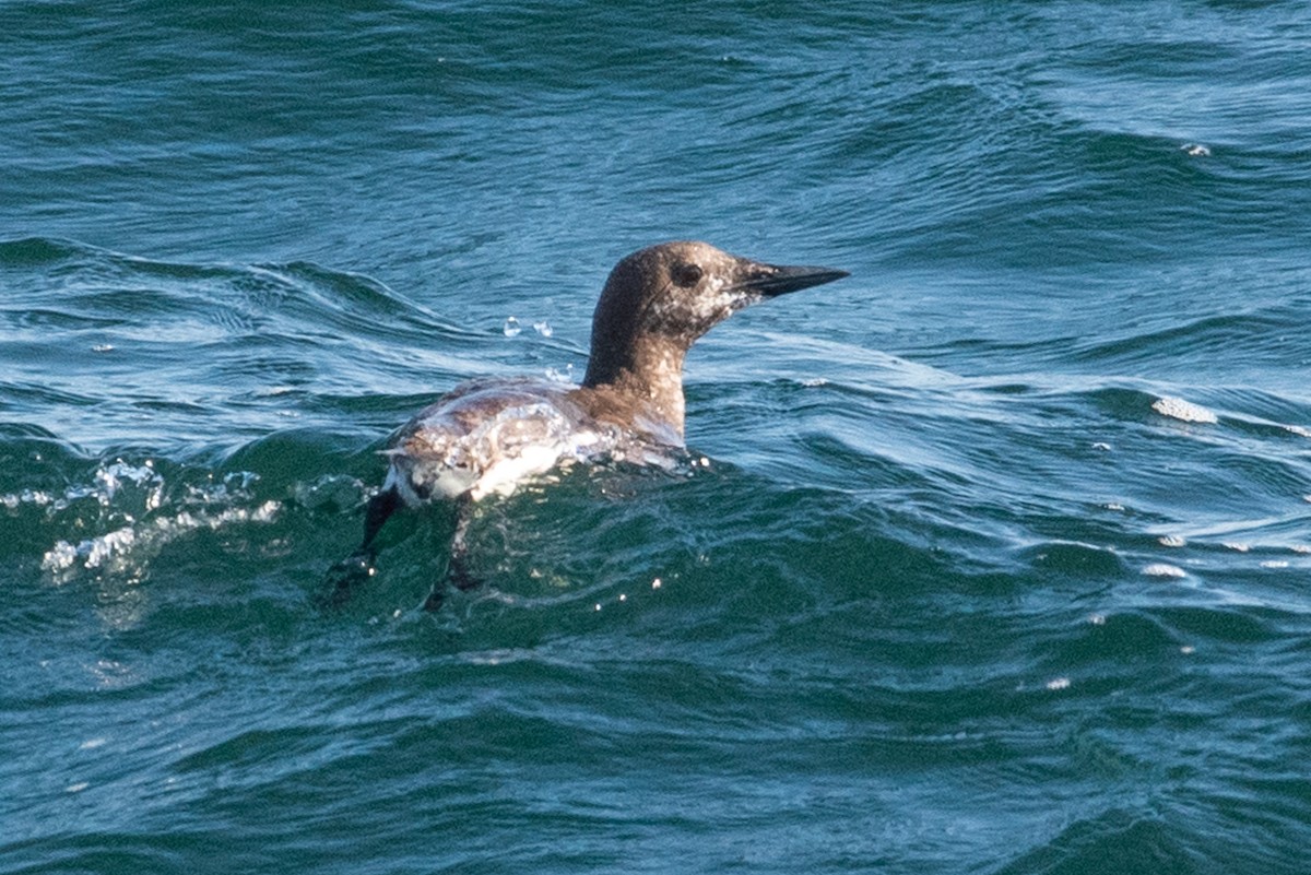 Common Murre - ML113195261