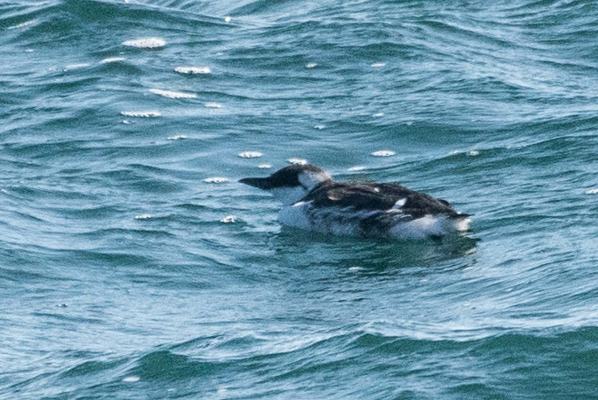 Common Murre - ML113195271