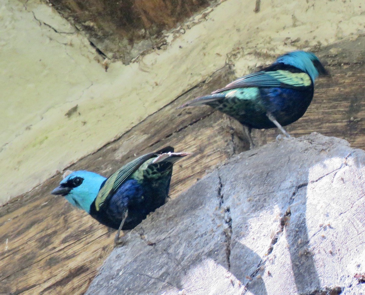 Blue-necked Tanager - ML113195311