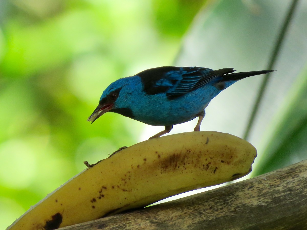 Dacnis Azul - ML113195341