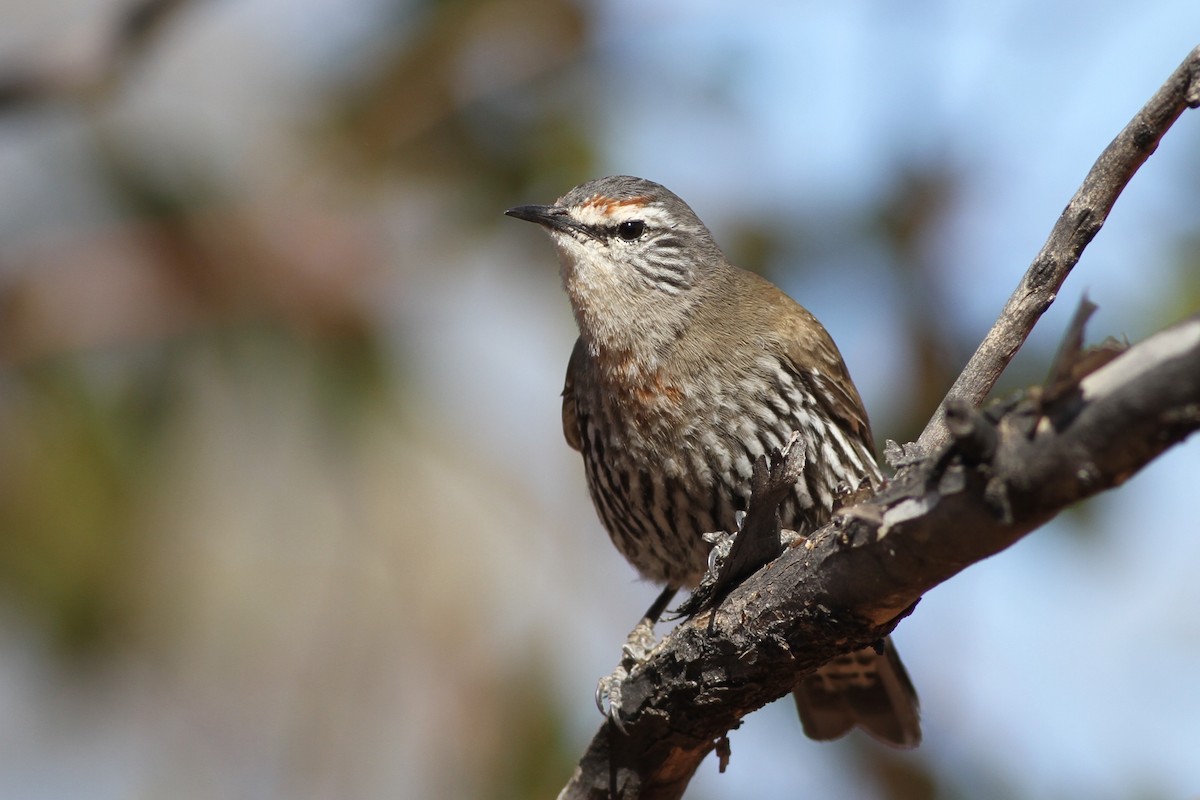 White-browed Treecreeper - ML113195781