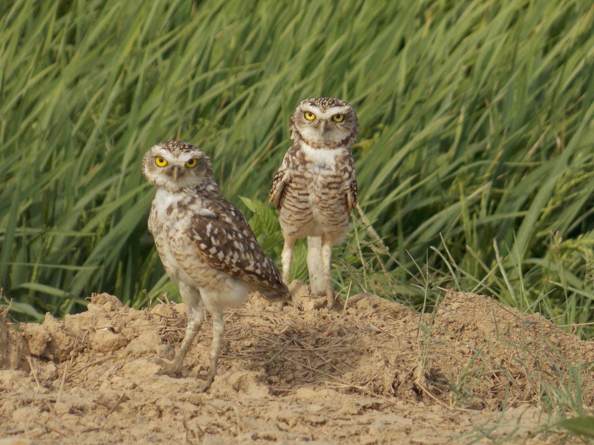 Burrowing Owl - ML113195841