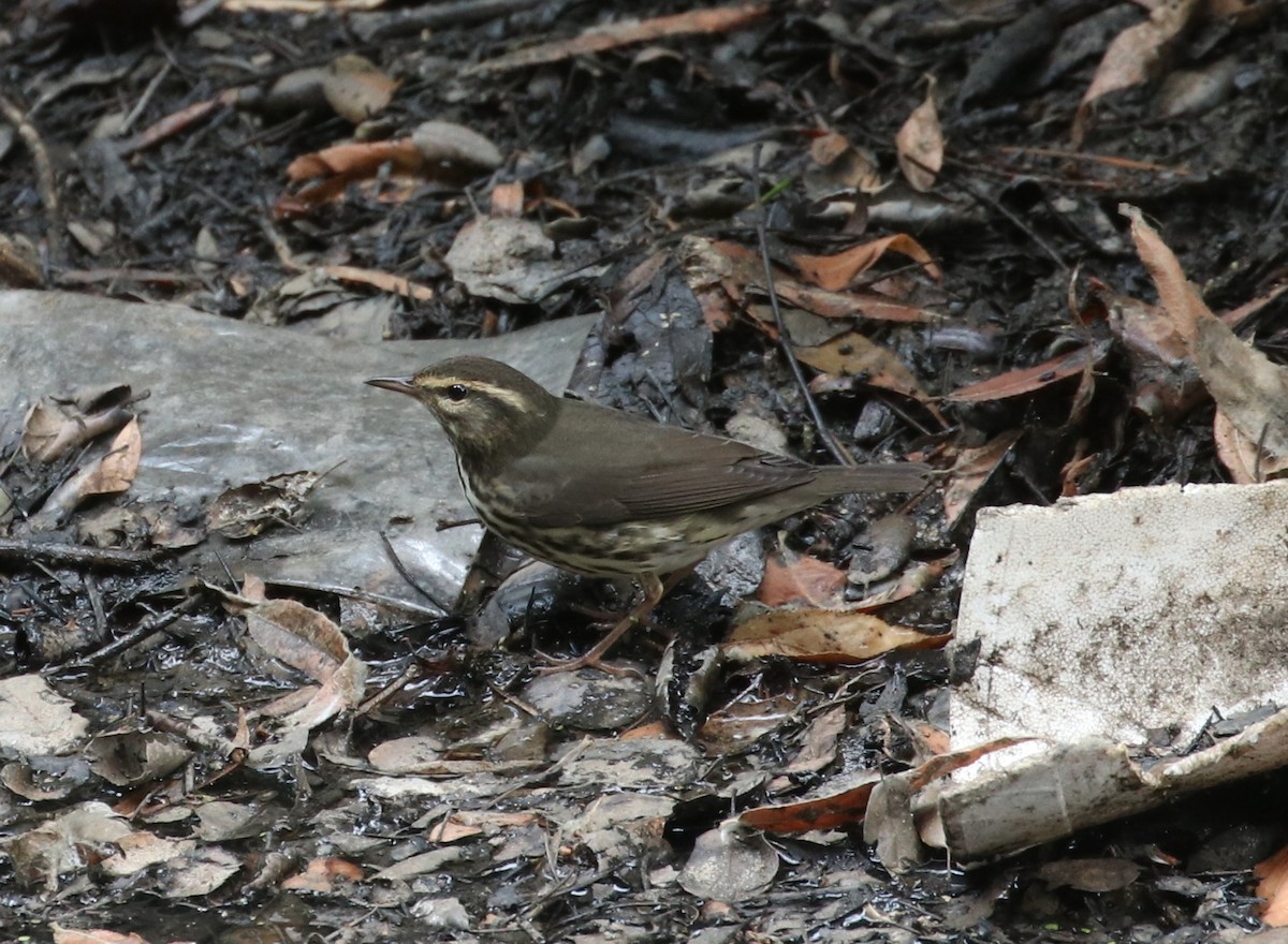 Northern Waterthrush - ML113197971