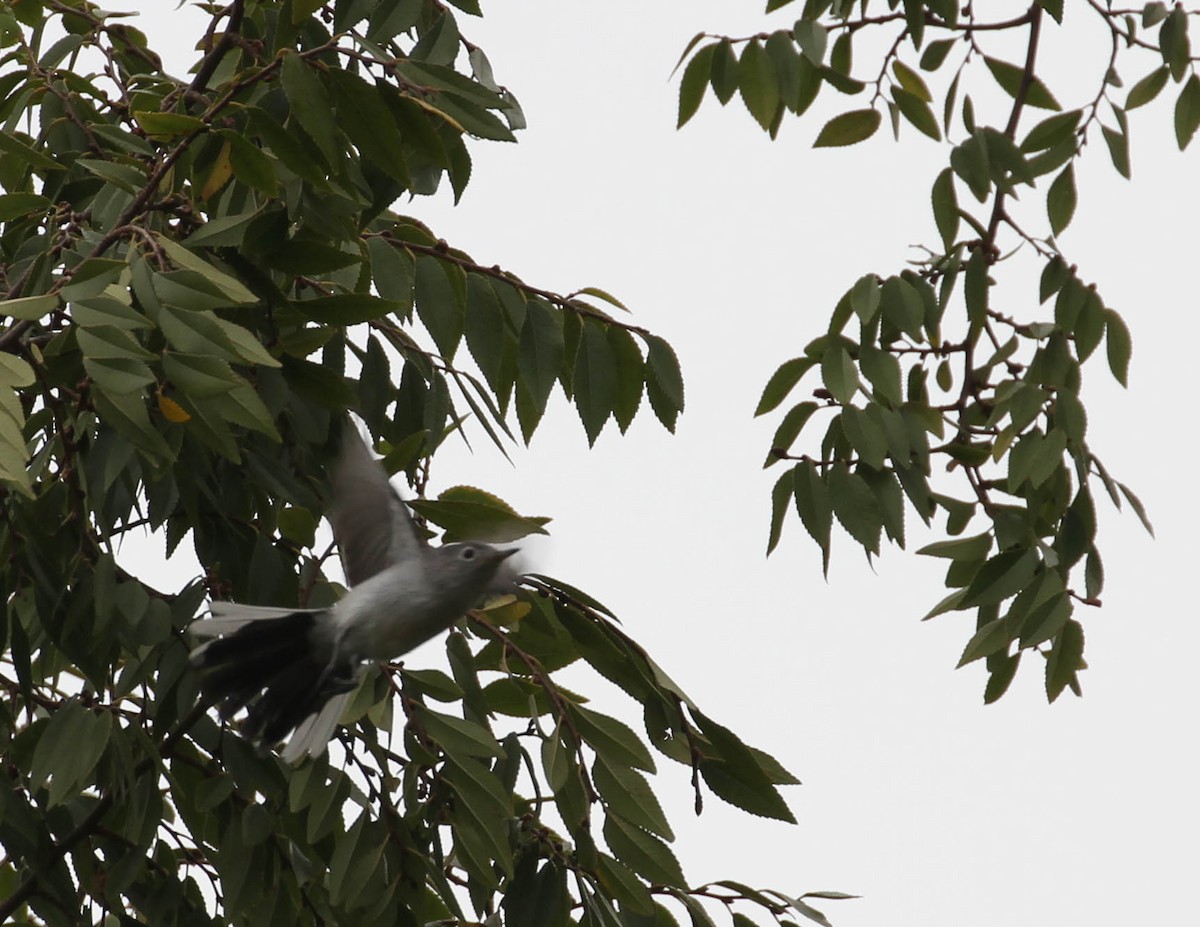 Blue-gray Gnatcatcher - ML113198621