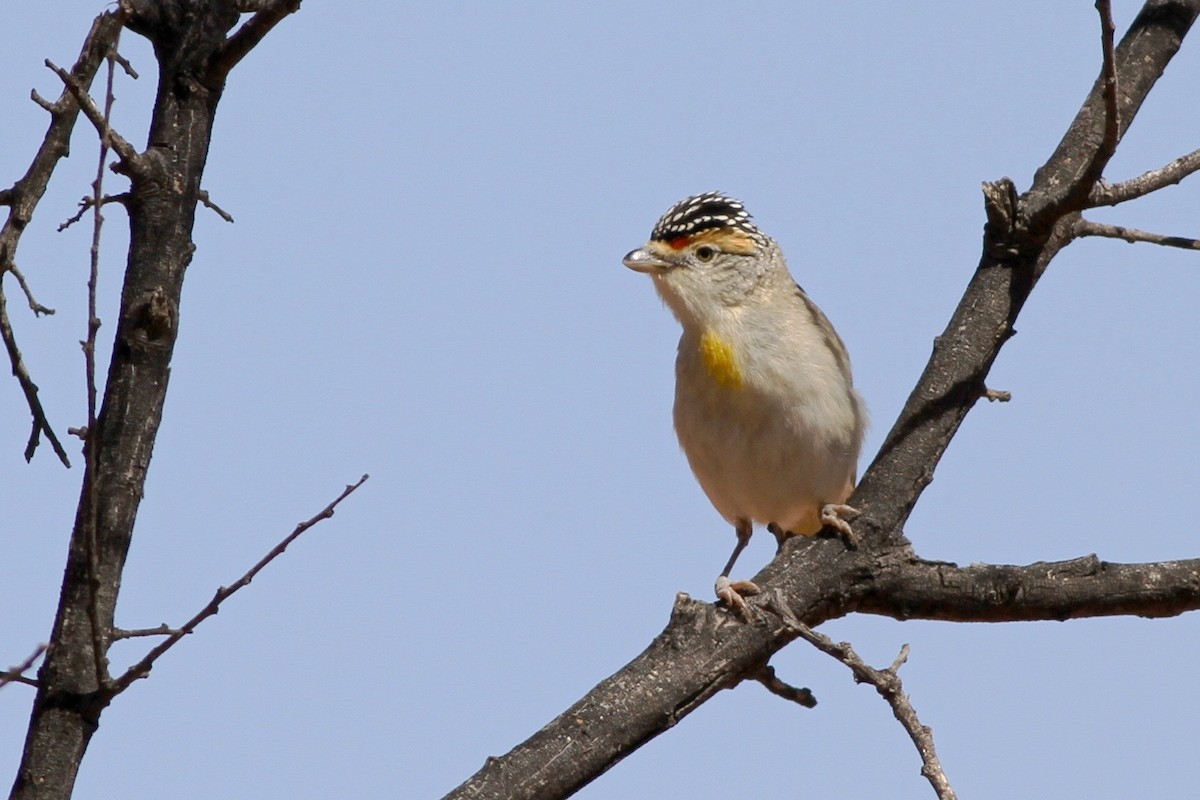 Rotbrauen-Panthervogel - ML113198801