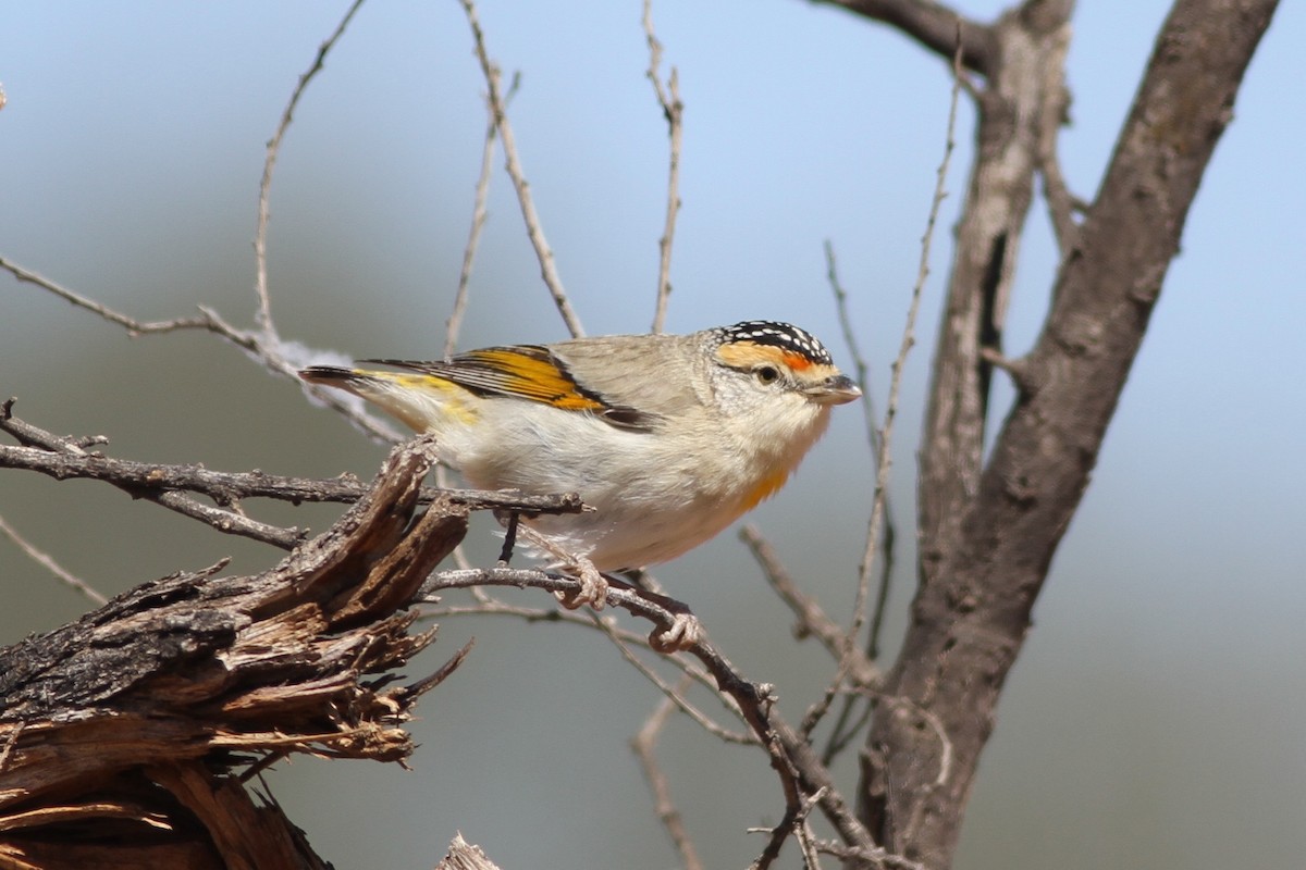 Rotbrauen-Panthervogel - ML113199111