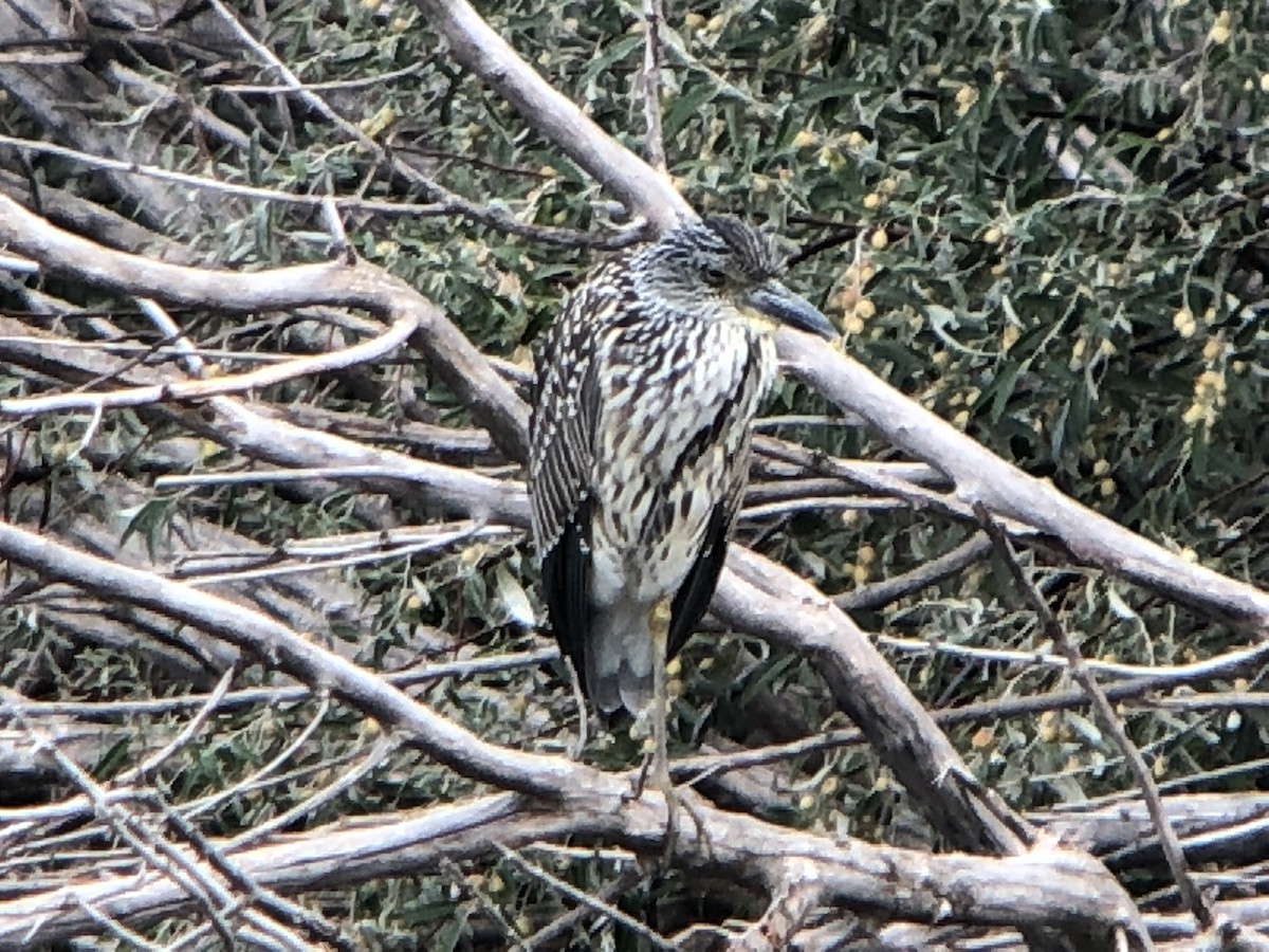 Yellow-crowned Night Heron - ML113199311