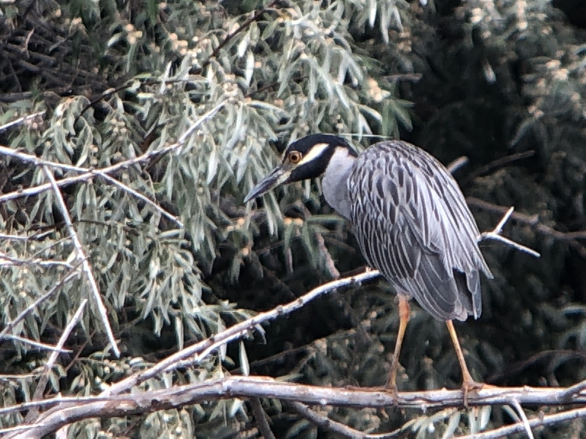 Yellow-crowned Night Heron - ML113199731