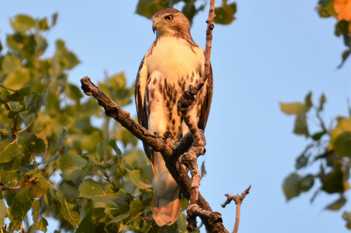Red-tailed Hawk (borealis) - Donald Dixon