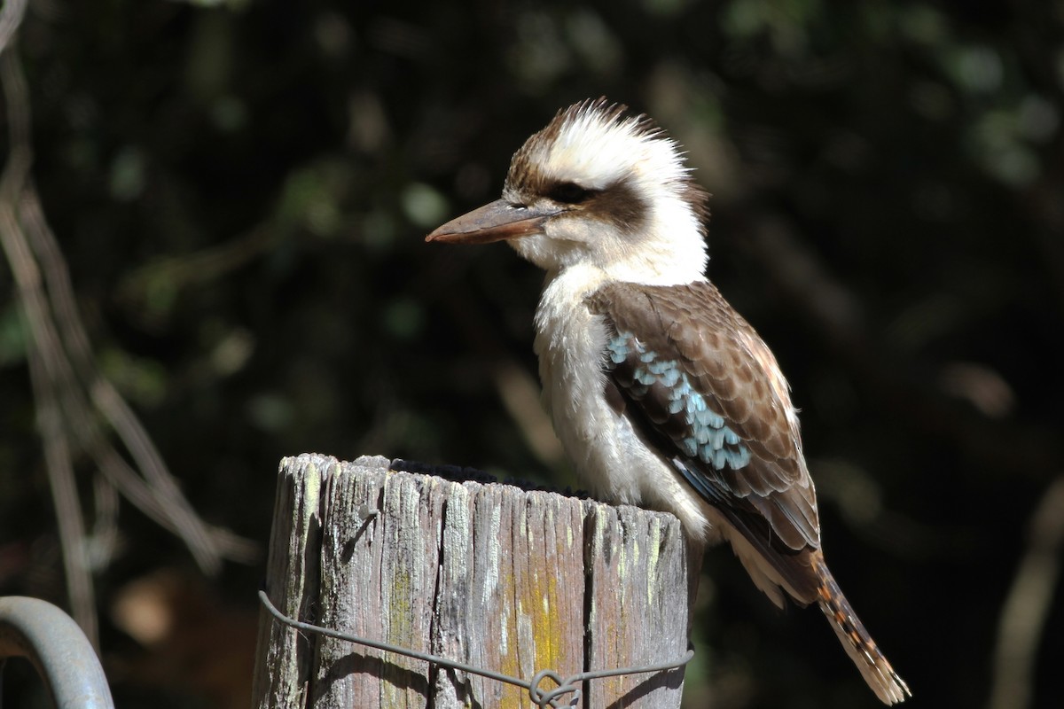 Laughing Kookaburra - ML113200671