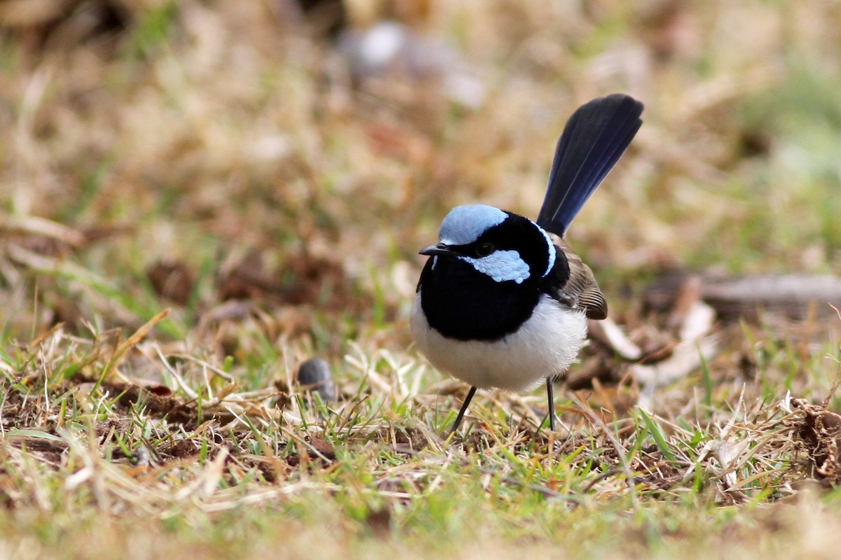 Superb Fairywren - ML113200681