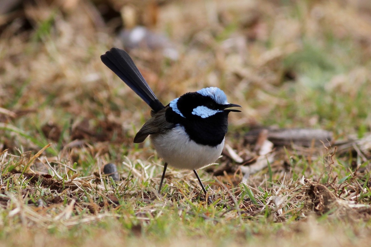 Superb Fairywren - ML113200691