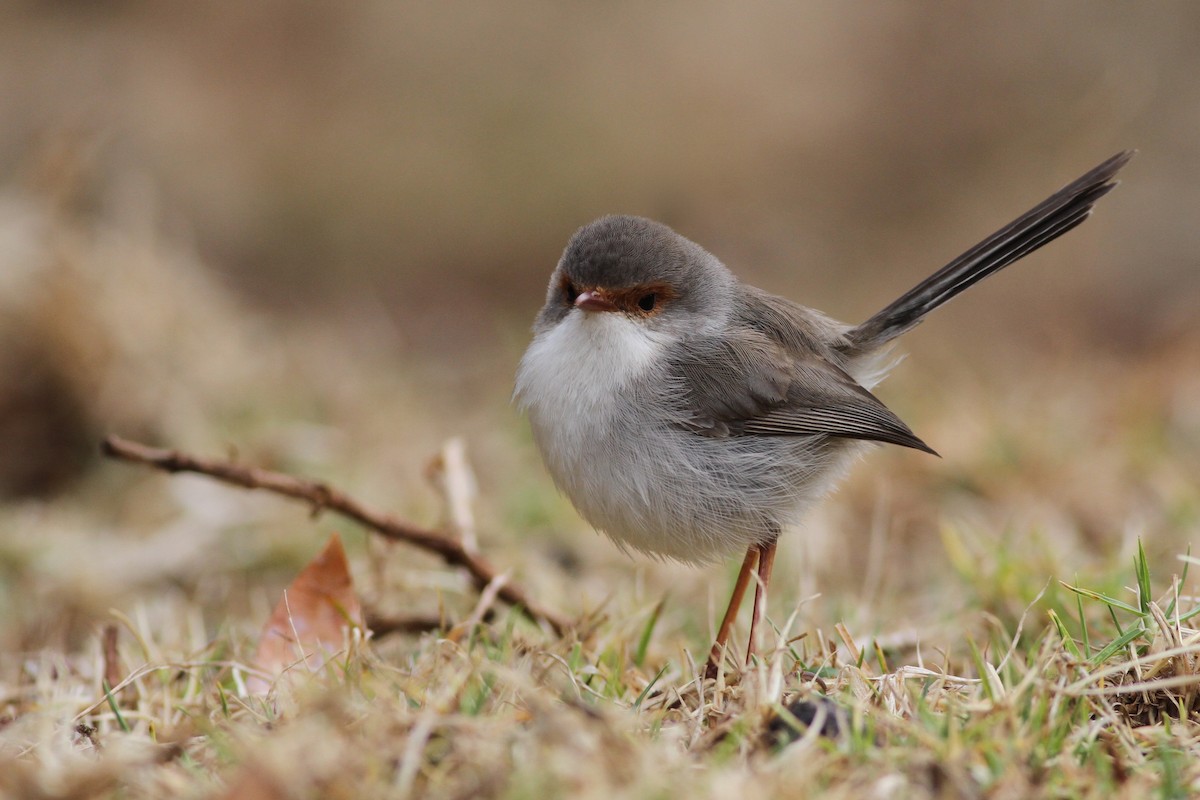 Superb Fairywren - ML113200741