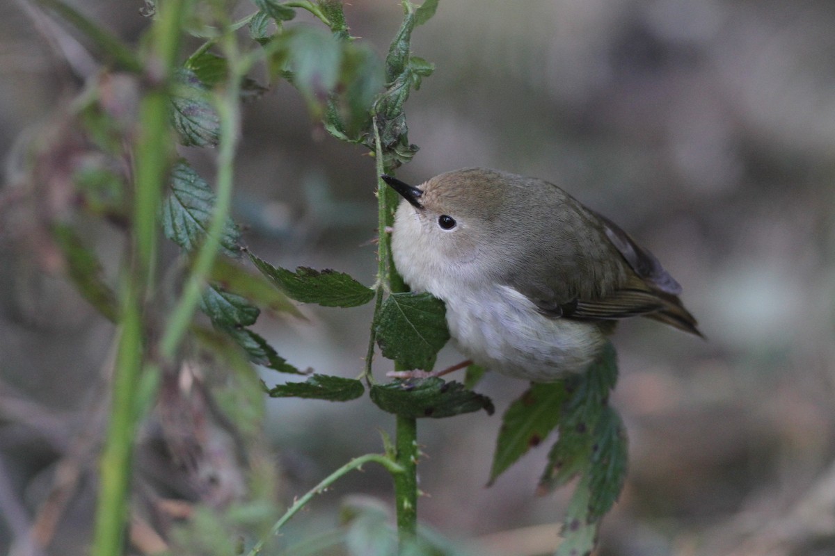 Large-billed Scrubwren - ML113200811