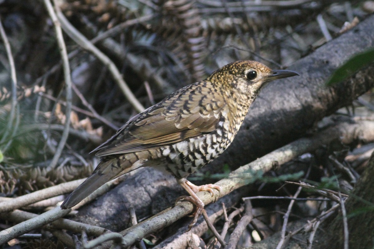 Bassian Thrush - ML113200911