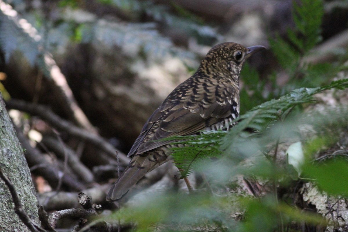 Bassian Thrush - ML113200921