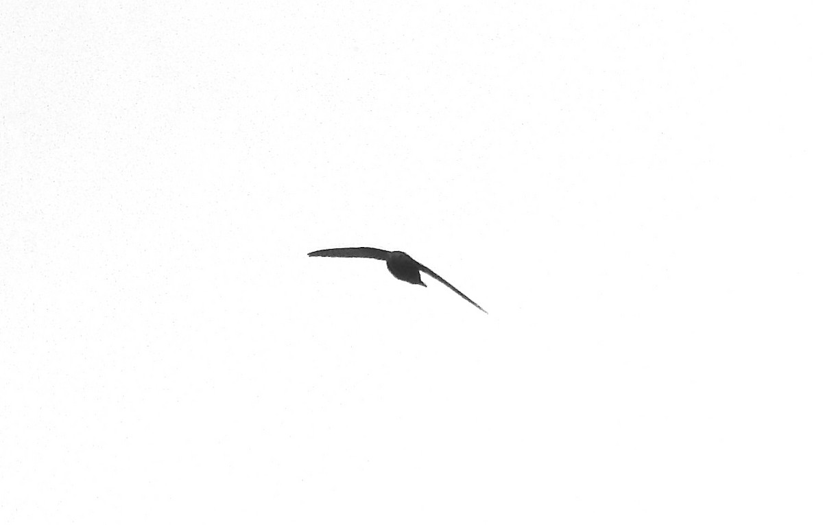 Black Swift - ML113202461