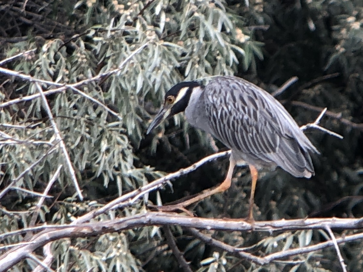 Yellow-crowned Night Heron - Diane Roberts