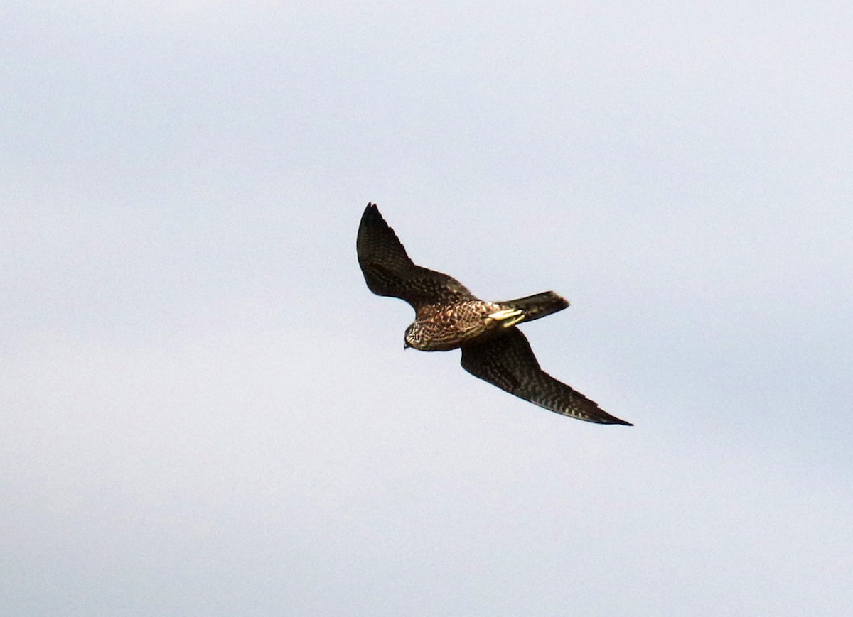 Halcón Peregrino - ML113203501