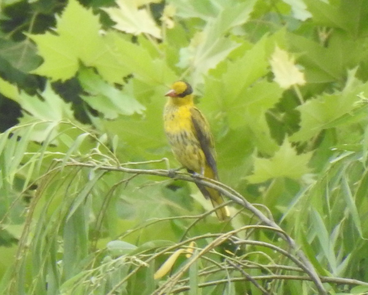 Black-naped Oriole - ML113203791