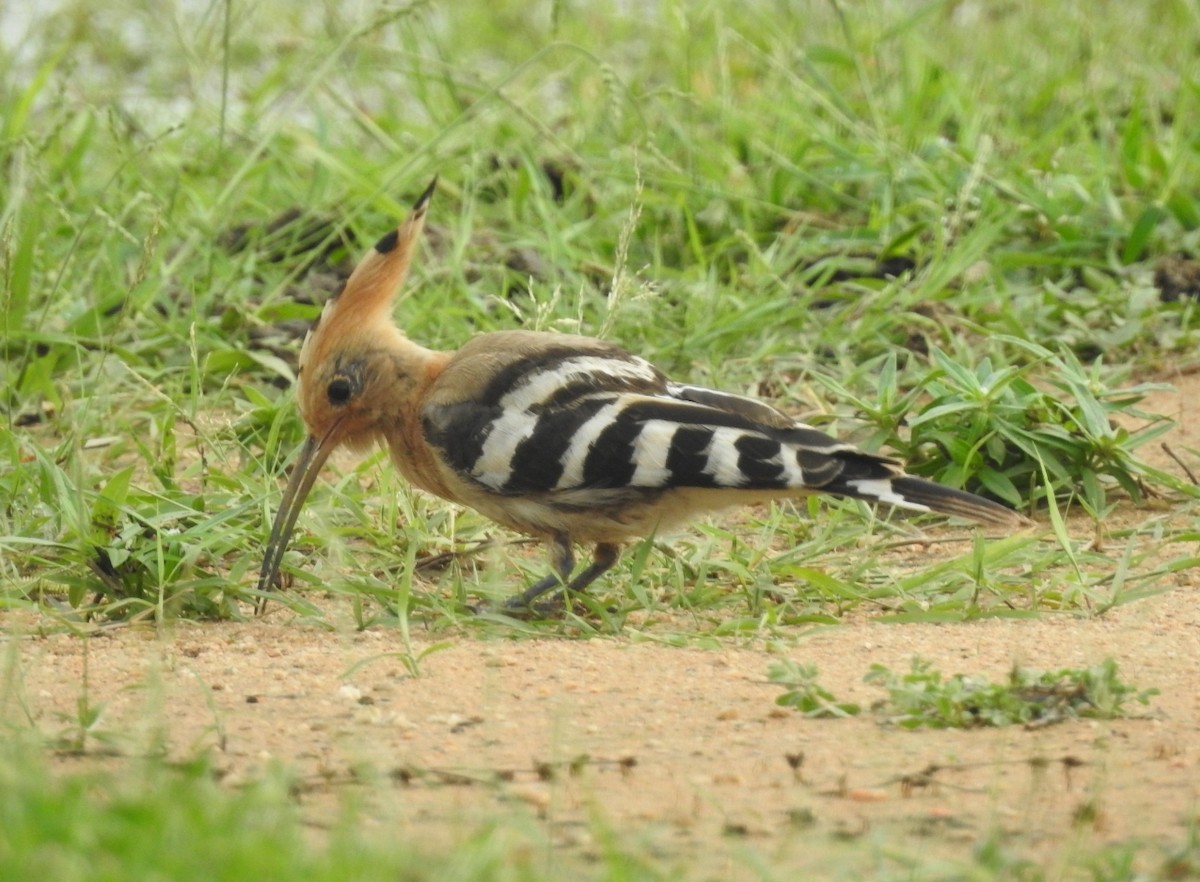 Eurasian Hoopoe - ML113204801