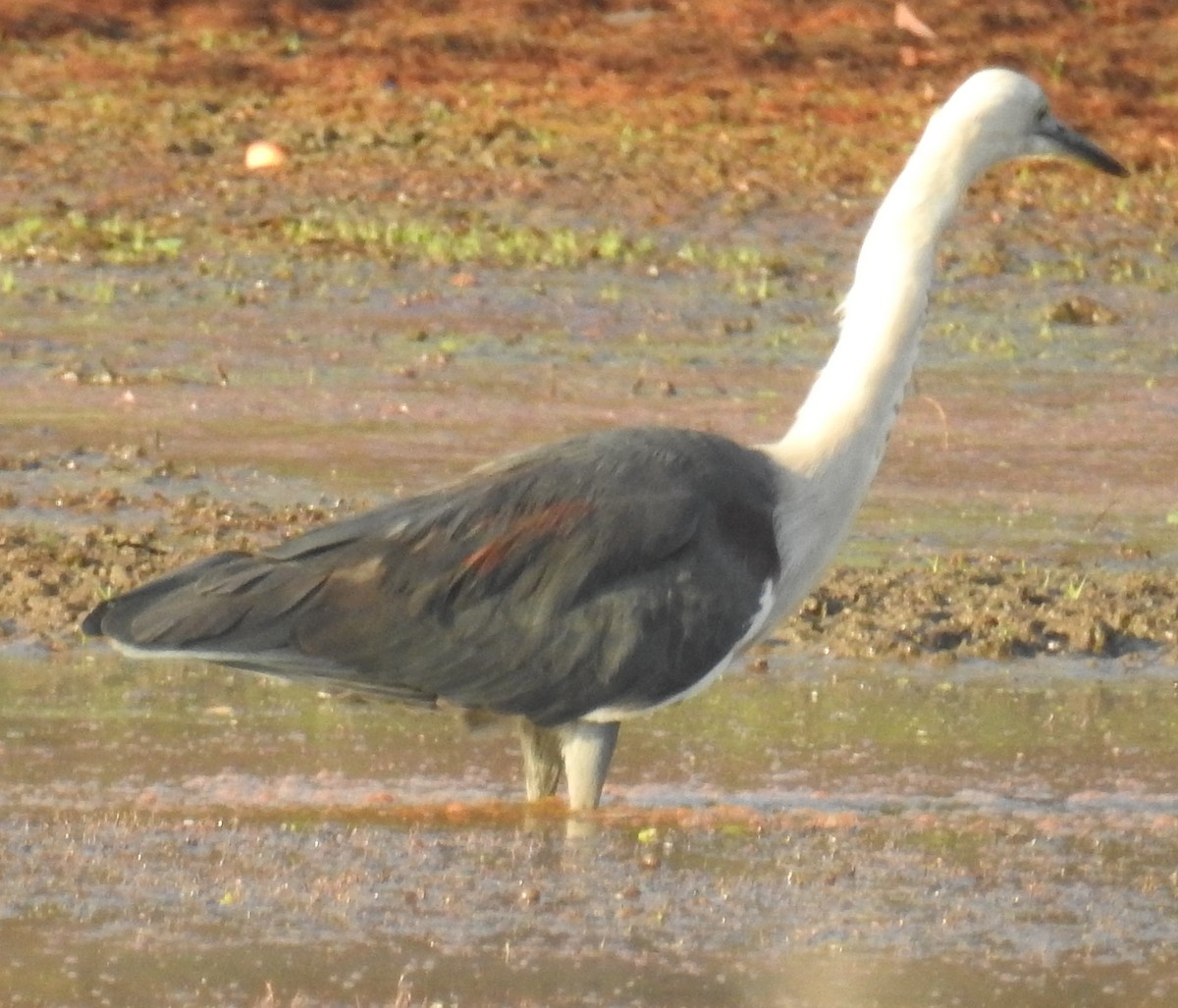 Pacific Heron - ML113205061