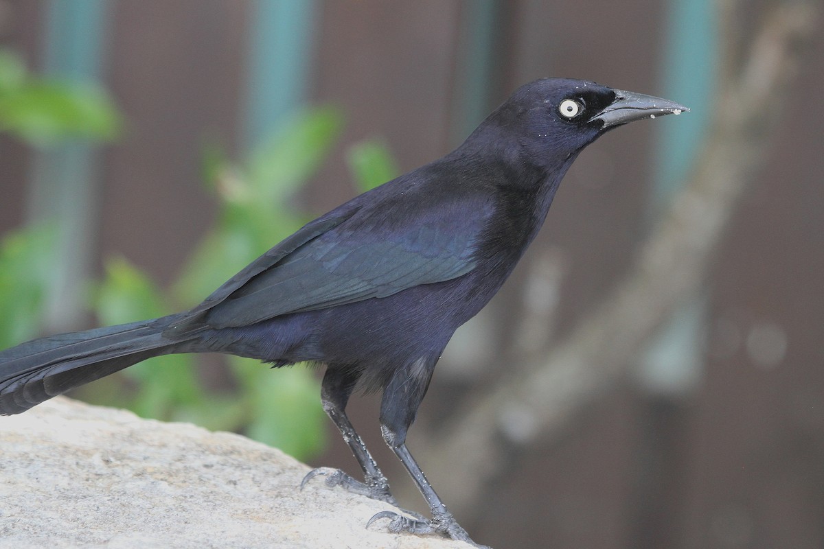 Carib Grackle - Stephen Gast