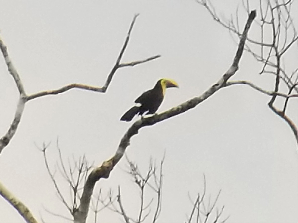 Yellow-throated Toucan - Bill Eisele