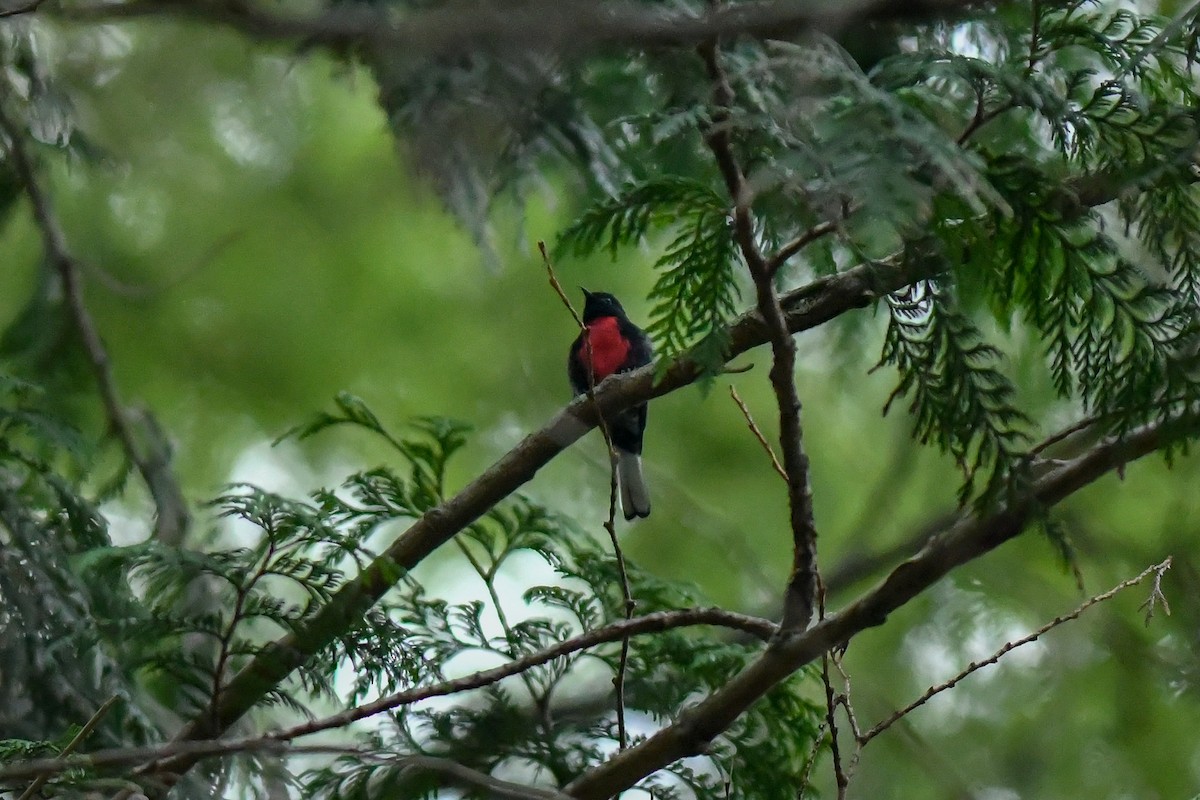 Painted Redstart - ML113208471