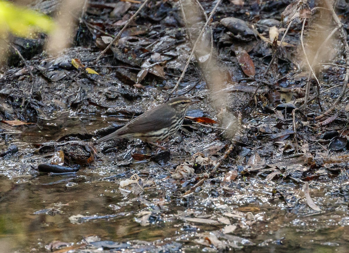 Northern Waterthrush - ML113208801