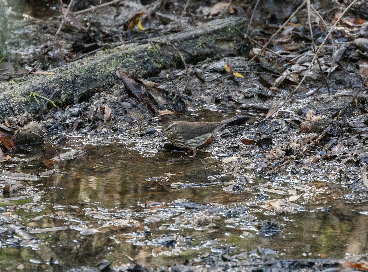 Northern Waterthrush - ML113208811