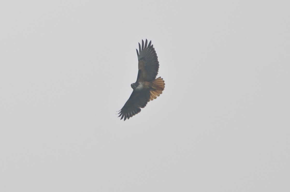 Red-tailed Hawk - ML113209081