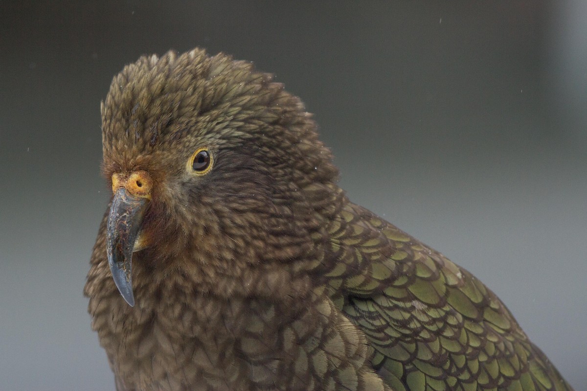 Kea - ML113209151