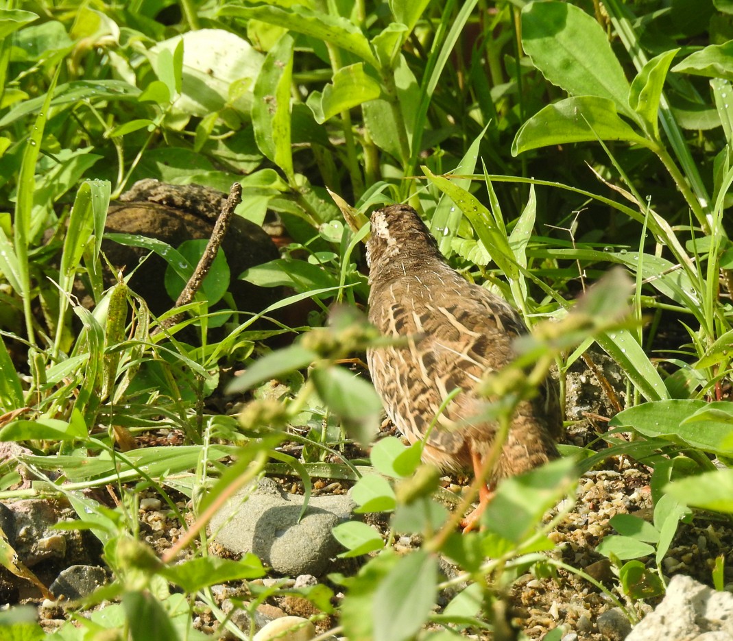 Jungle Bush-Quail - ML113209701