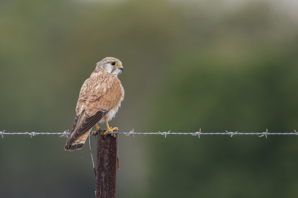 Nankeen Kestrel - ML113209911