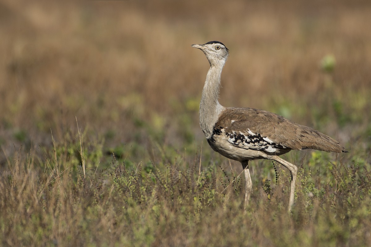Australian Bustard - Lucas Brook