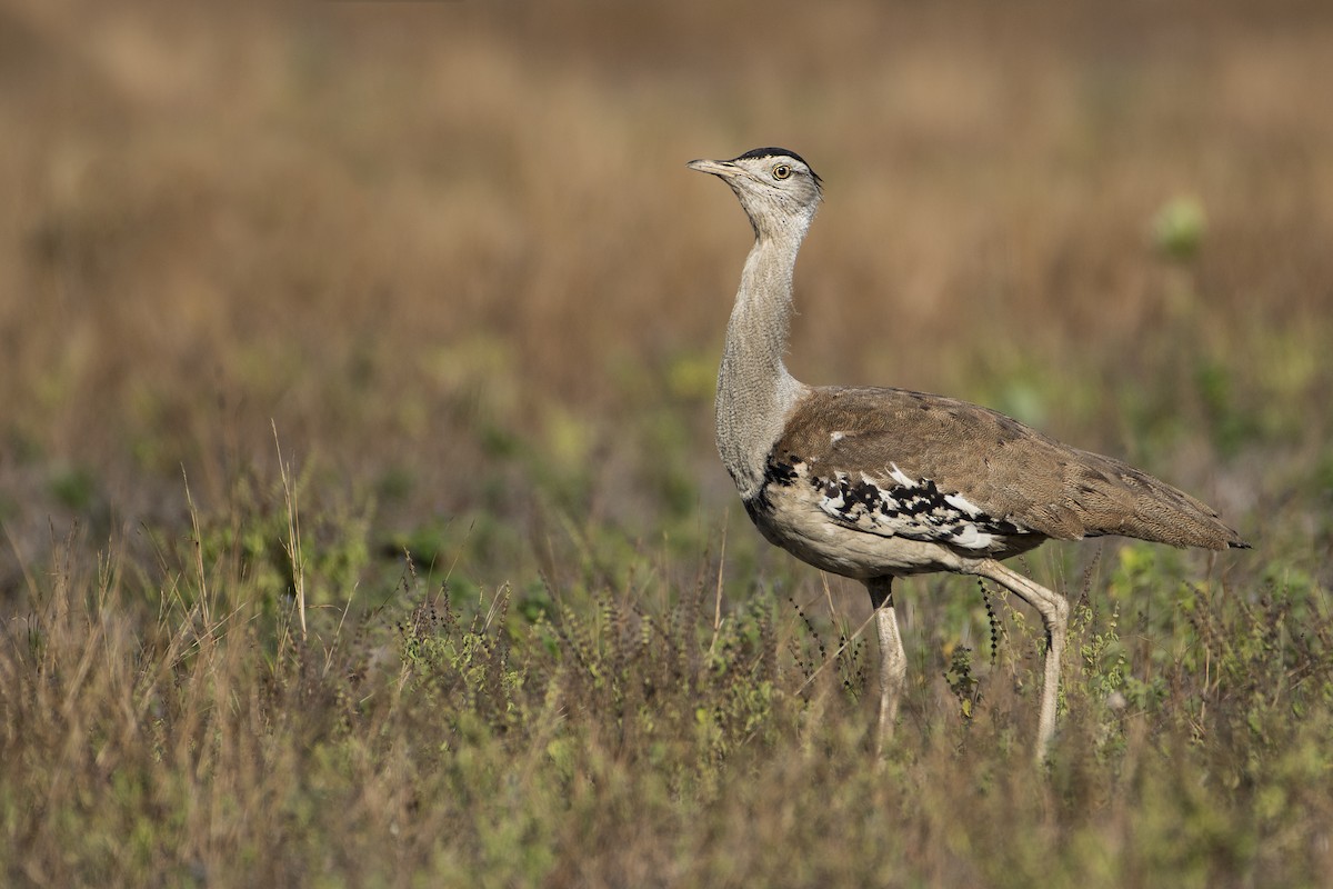 Australian Bustard - ML113210141