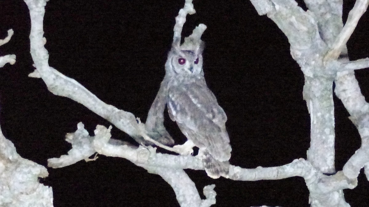 Grayish Eagle-Owl - Diana Miller