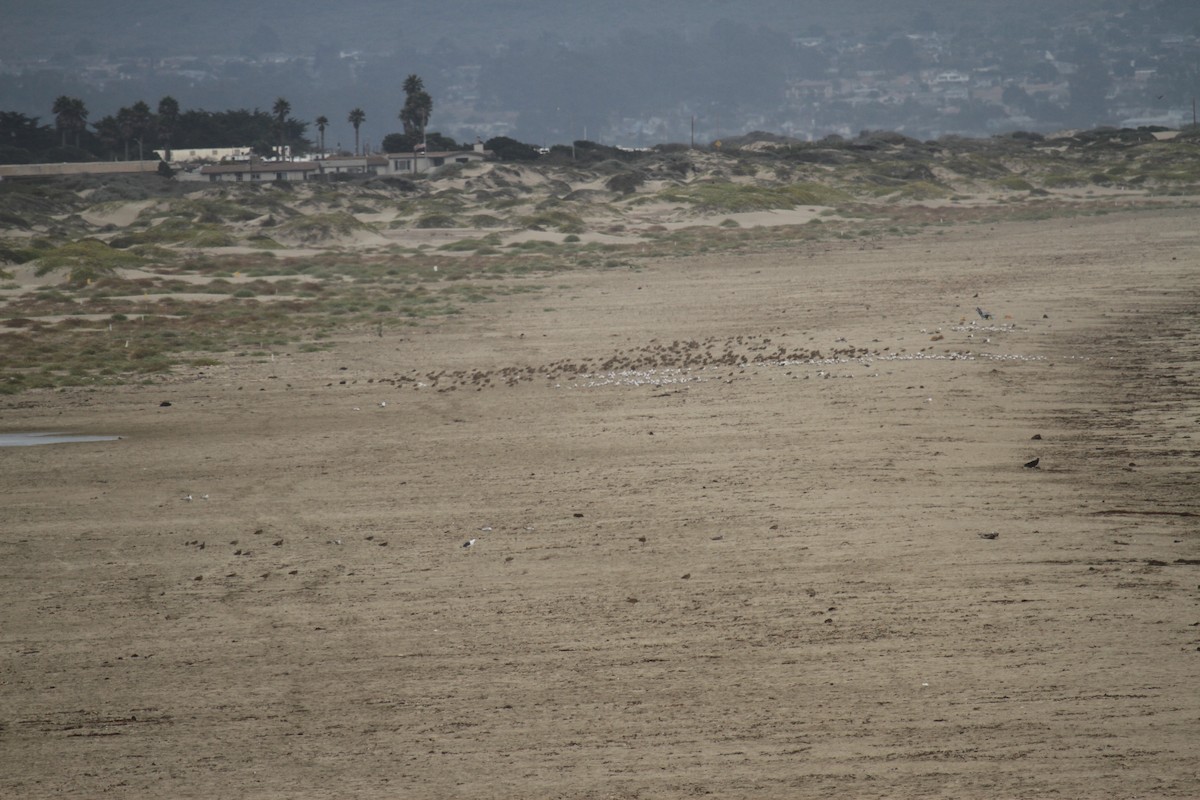 Long-billed Curlew - ML113211091