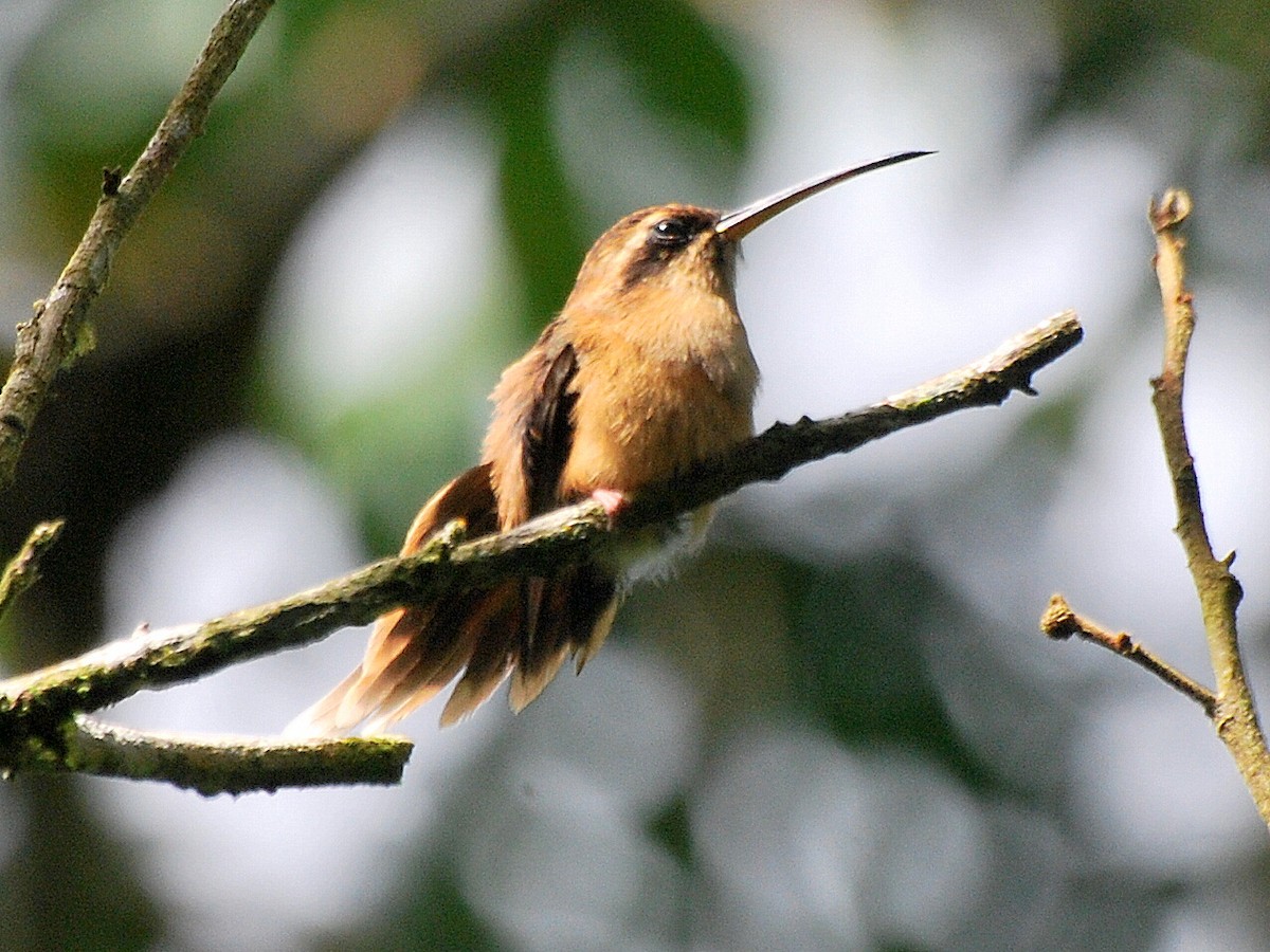 Stripe-throated Hermit - ML113213401