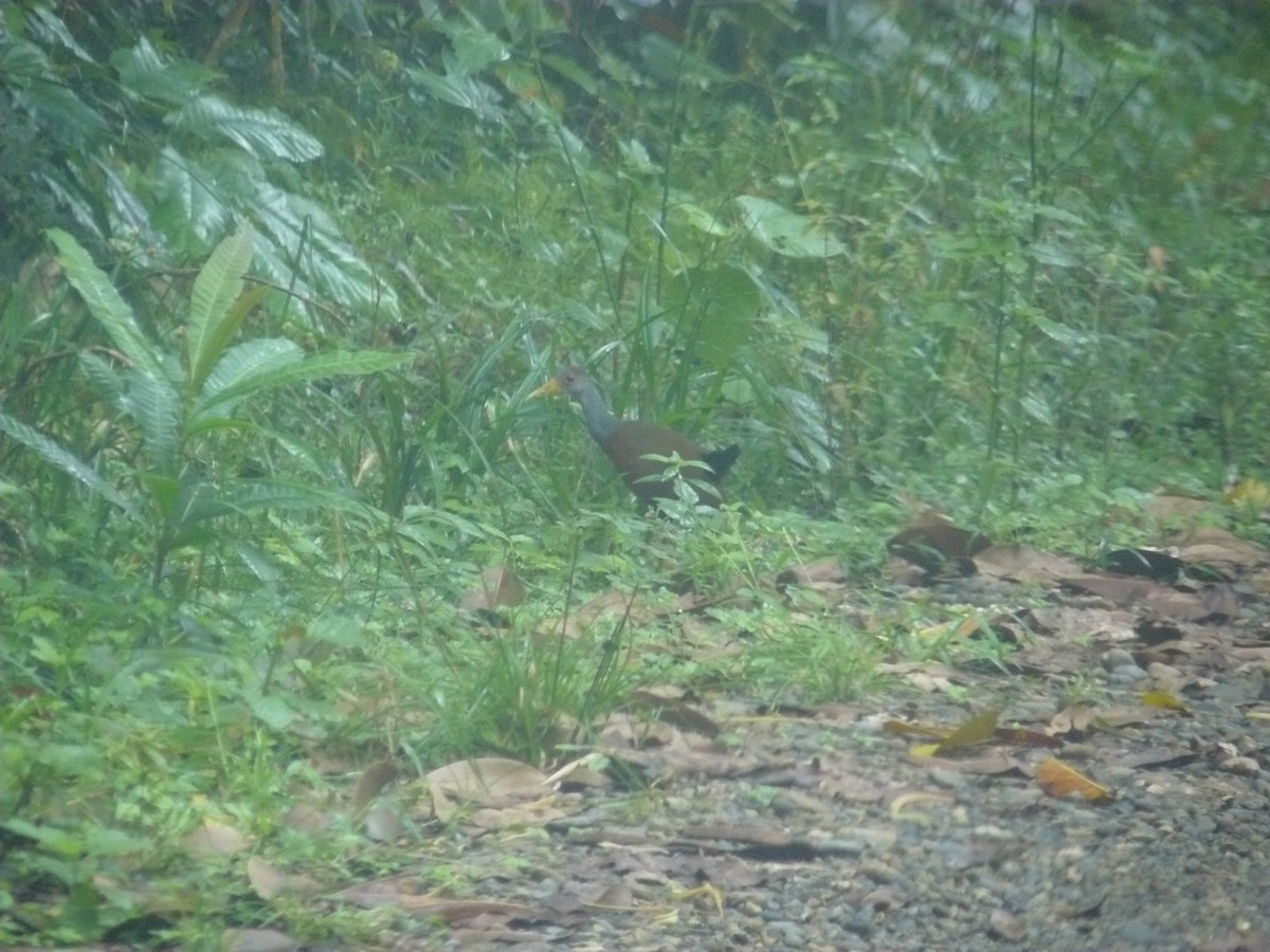 Gray-cowled Wood-Rail - ML113216051