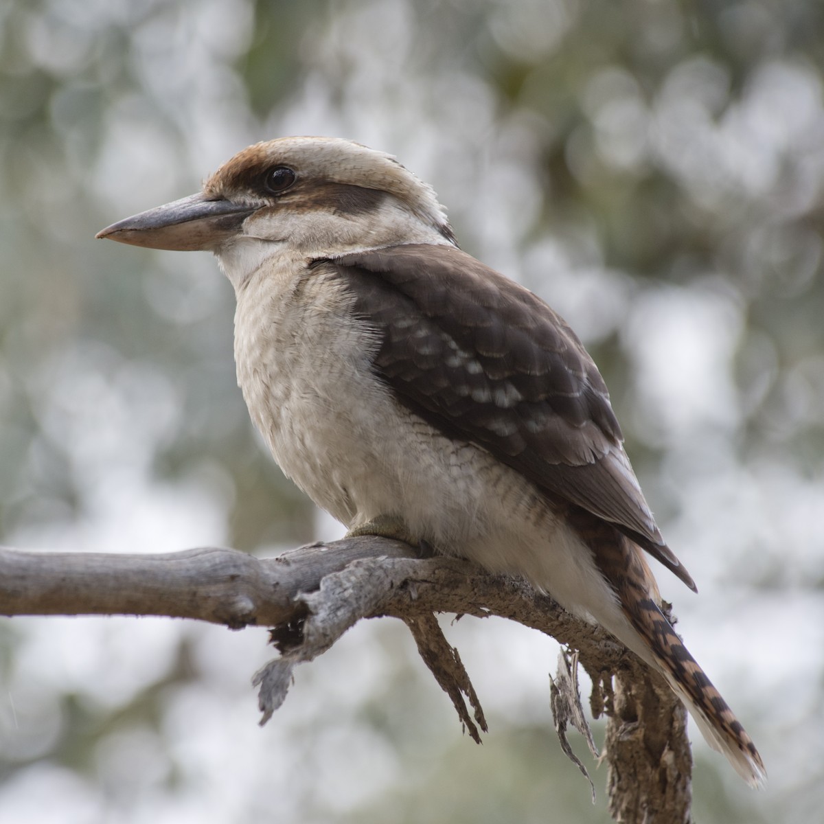 Laughing Kookaburra - Dan Forster