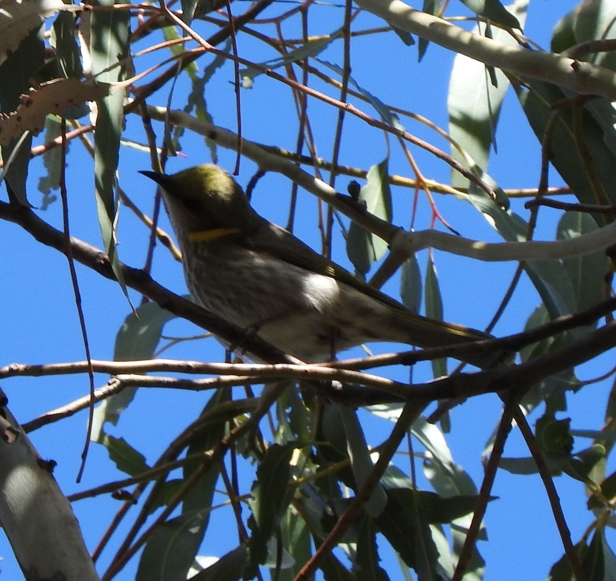 Yellow-plumed Honeyeater - ML113217671