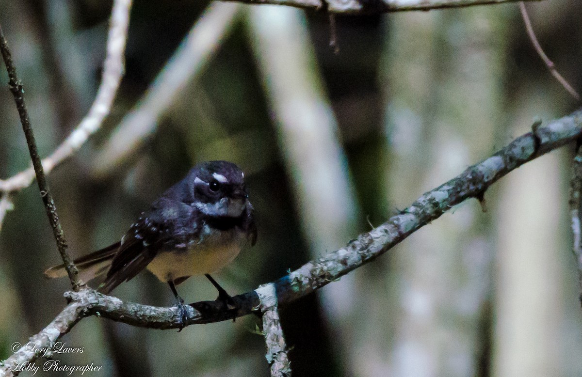 Gray Fantail - Lorraine Lavers