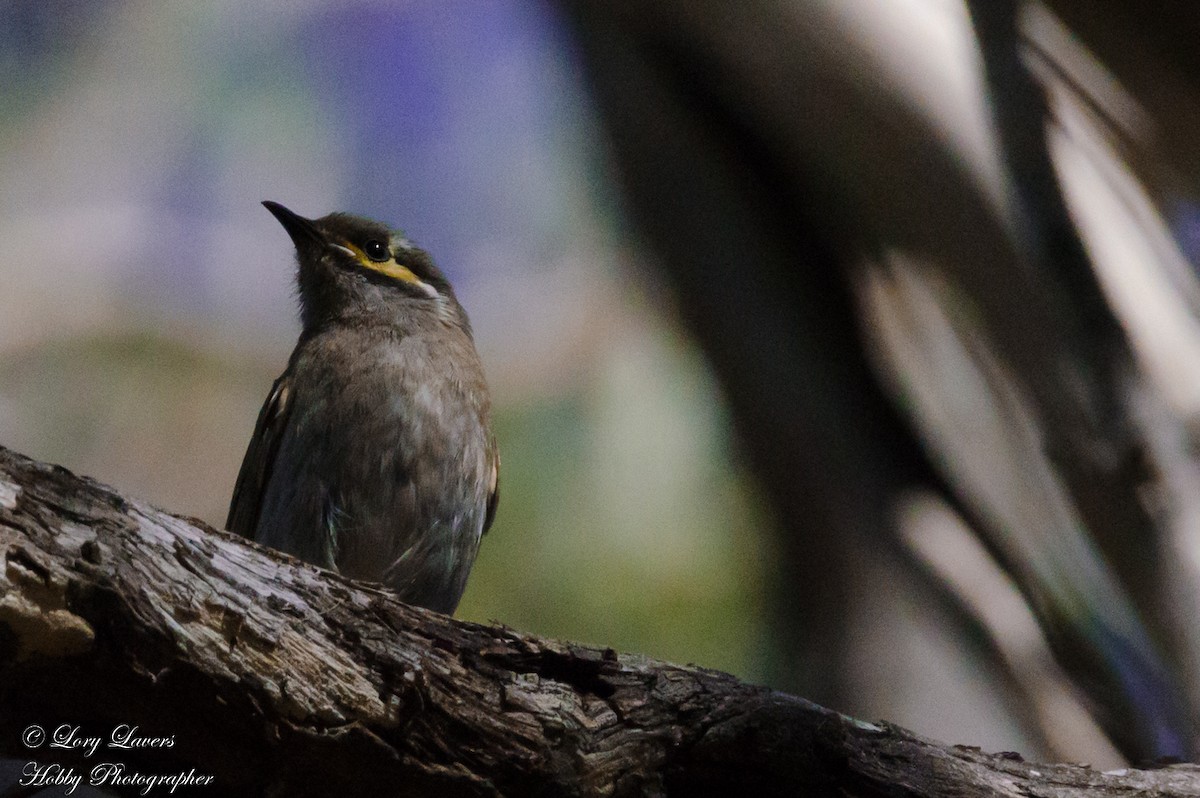 Yellow-faced Honeyeater - Lorraine Lavers