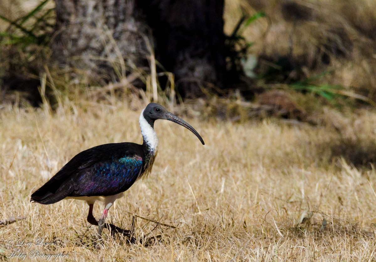 ibis slámokrký - ML113218771