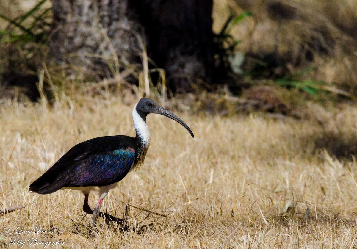 Straw-necked Ibis - Lorraine Lavers