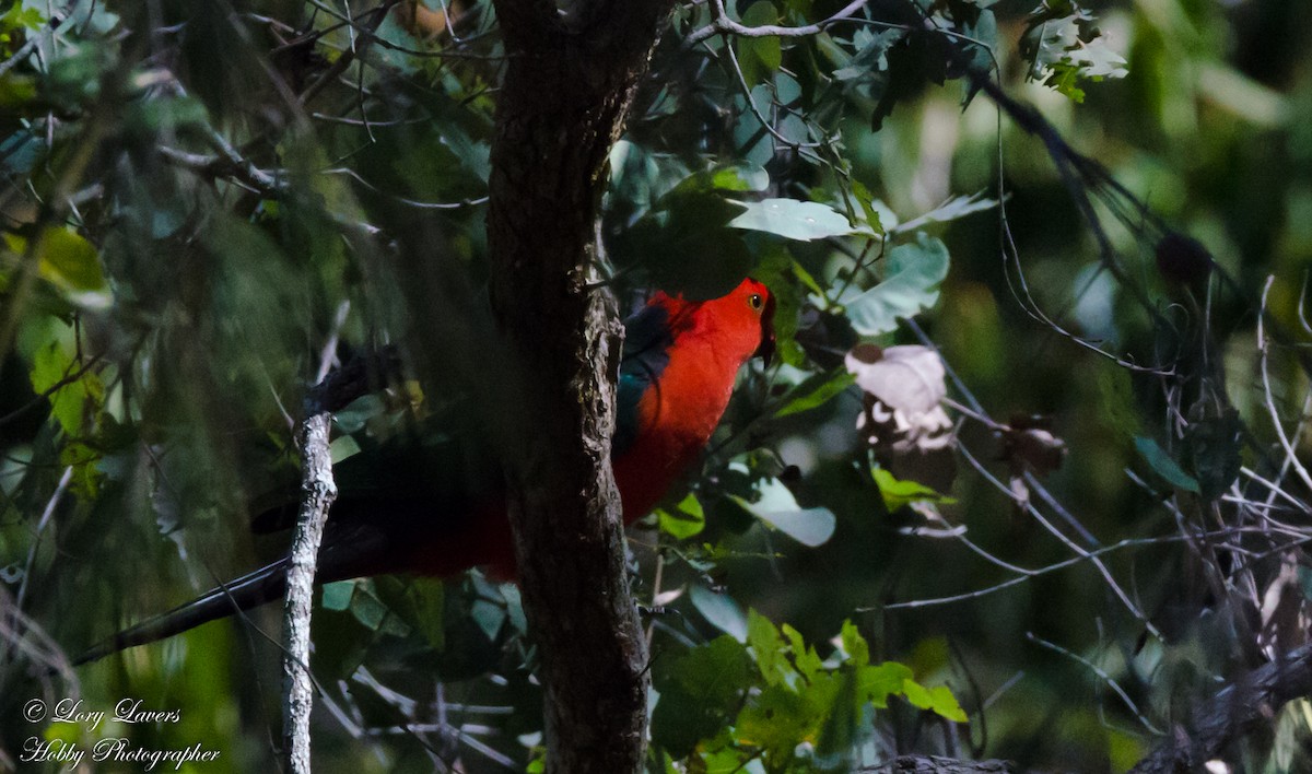 Australian King-Parrot - ML113218841